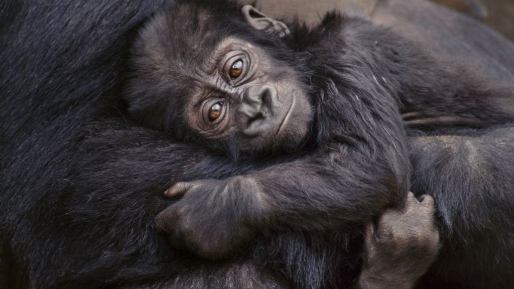 Ebola vaccine shows promise for gorillas and chimps