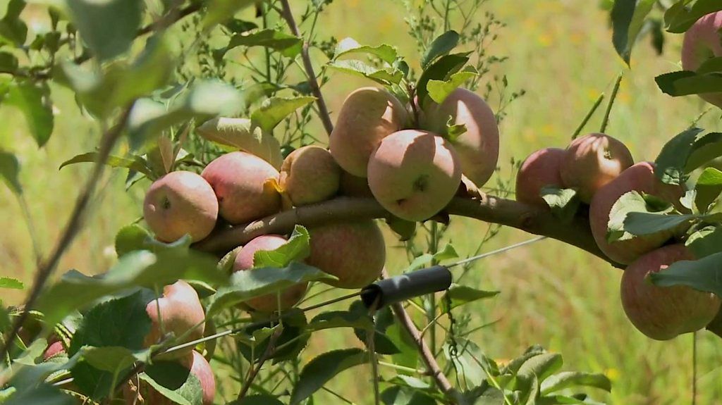 Lesotho's 'pilot' fruit and flower farm