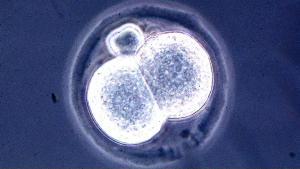 Scientists create 'artificial embryos'