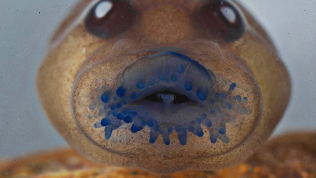 'Extinct' frog rediscovered in India