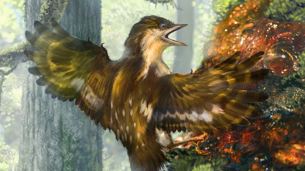 Ancient birds' wings preserved in amber
