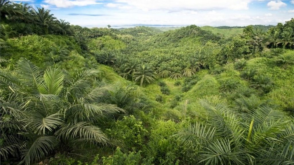 Scientists warn of 'unsafe' decline in biodiversity