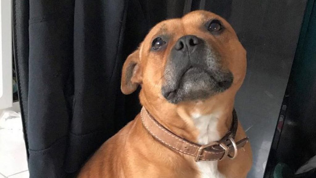 West Belfast: Man gets '£200 ransom demand' for missing pet dog