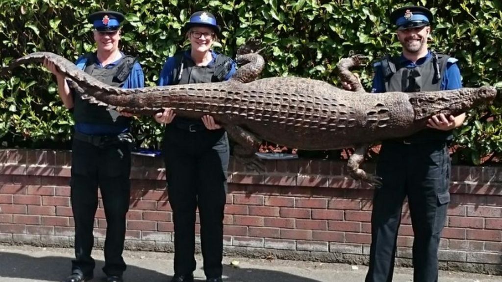 Crocodile (stuffed) found in Greater Manchester suburb
