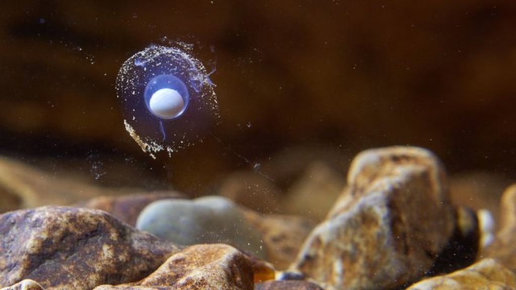 Tense wait for baby Slovenian 'dragons'