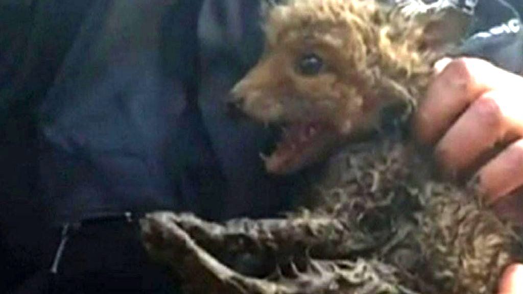 VIDEO: Trapped fox cub rescued from drain