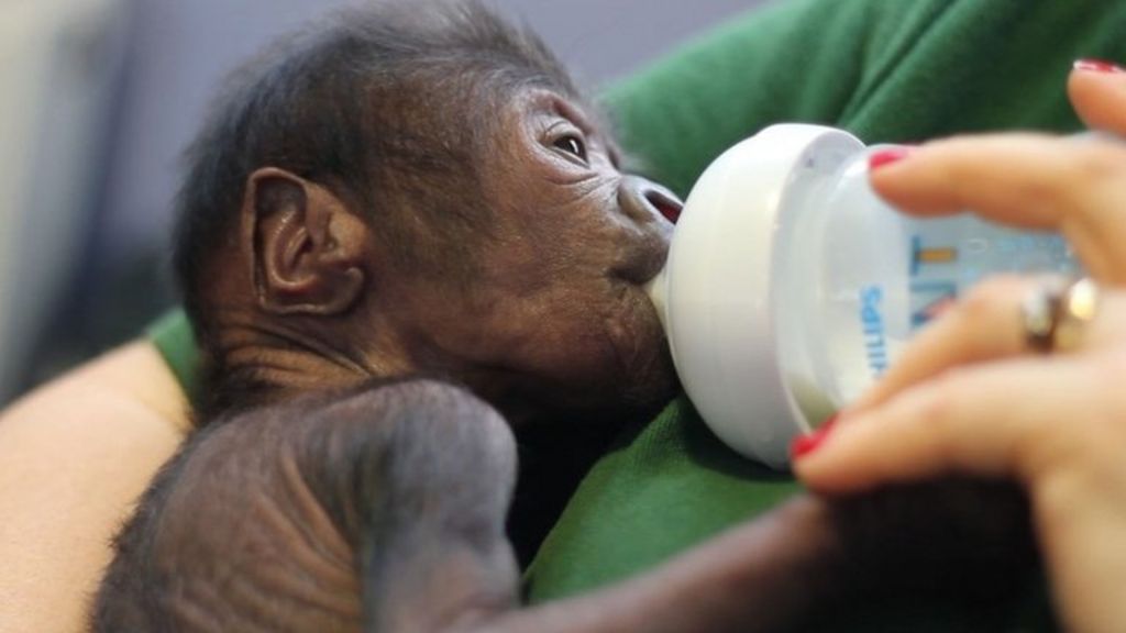 VIDEO: Meet the baby gorilla delivered by C-section