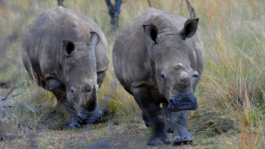 Court lifts SA rhino horn trade ban