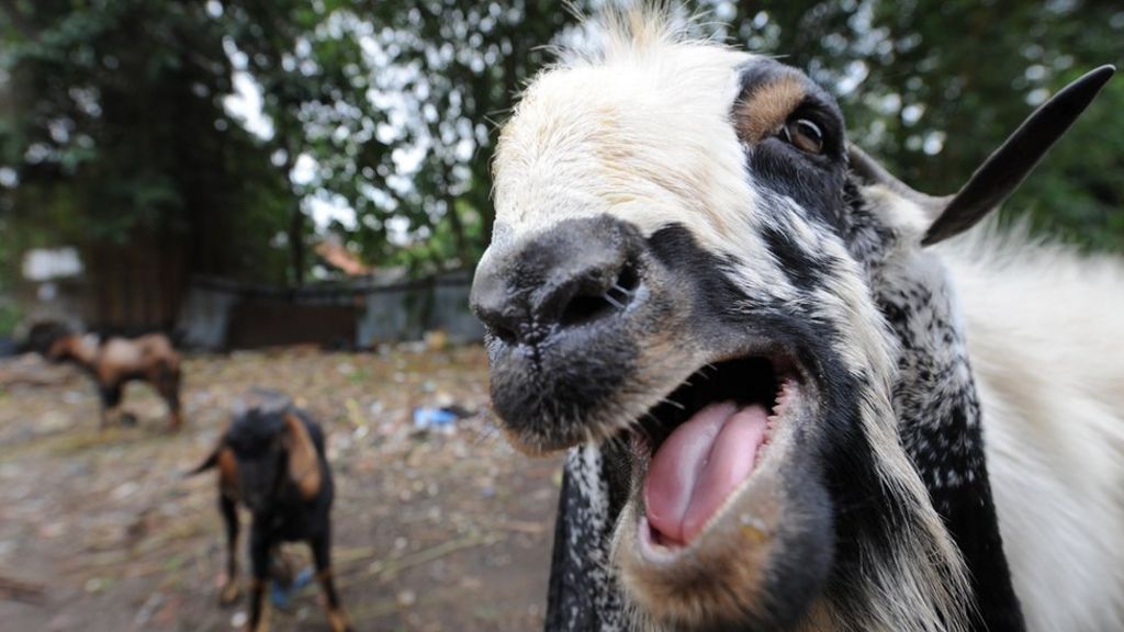 Feral goats bring havoc to New Zealand town BBC News