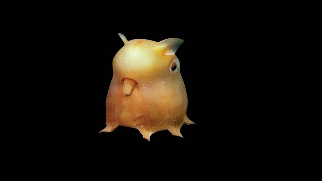 Asia's creatures of the deep