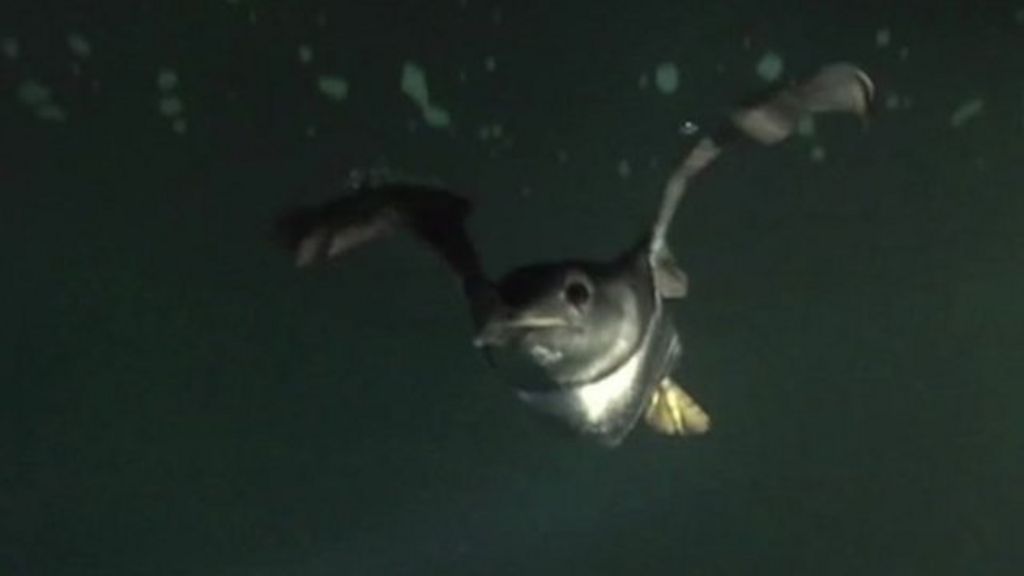 Arctic's wakeful winter revealed