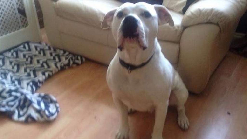 Tick disease dog 'lucky to be alive'