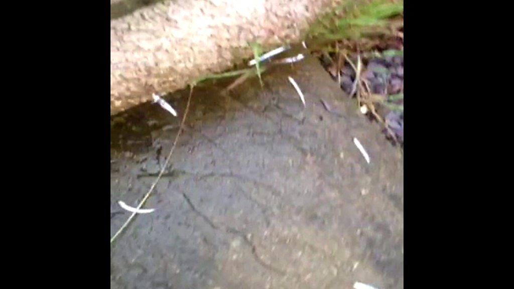 Mystery as fish land in Banff garden