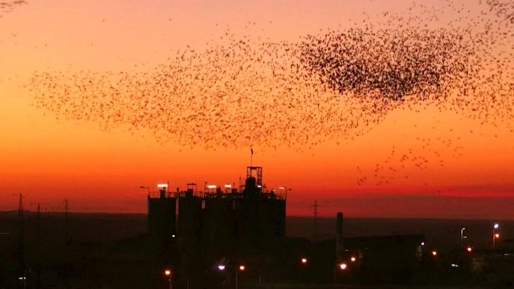 VIDEO: Starlings form 'dancing clouds' over Israel