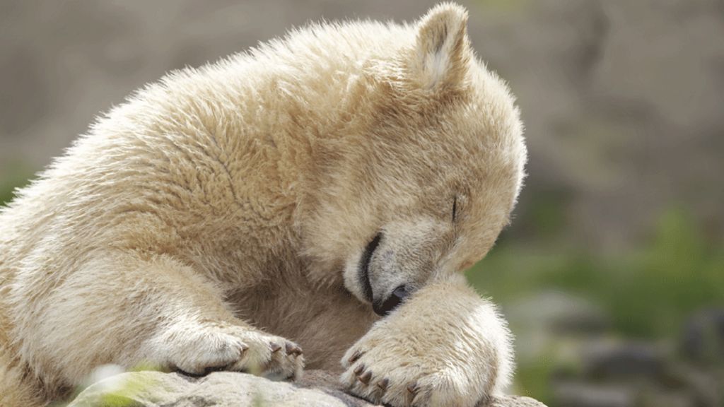 New phase in Scottish polar bear breeding project BBC News