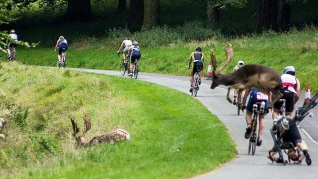 Triathlon competitor collides with deer