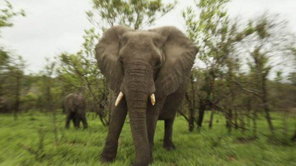Call to close ivory markets agreed at Cites conference