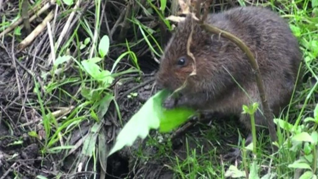 VIDEO: A haven for endangered water voles