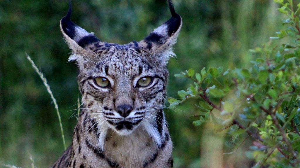 Iberian lynx returns to Spain from verge of extinction