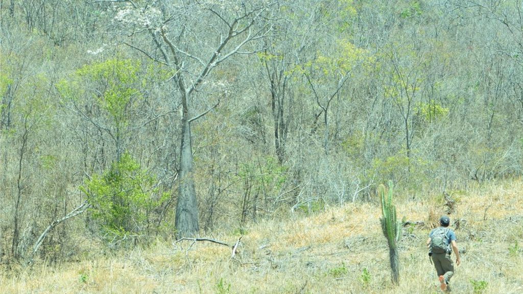 Dry tropical forests 'overlooked and under threat'