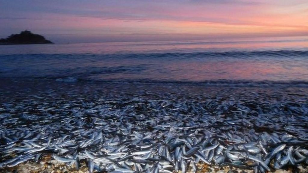 Fish washed up on Marazion beach in Cornwall