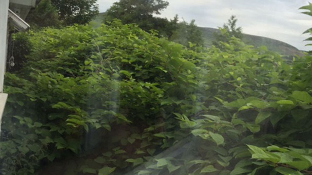Knotweed railway case won by Maesteg homeowner