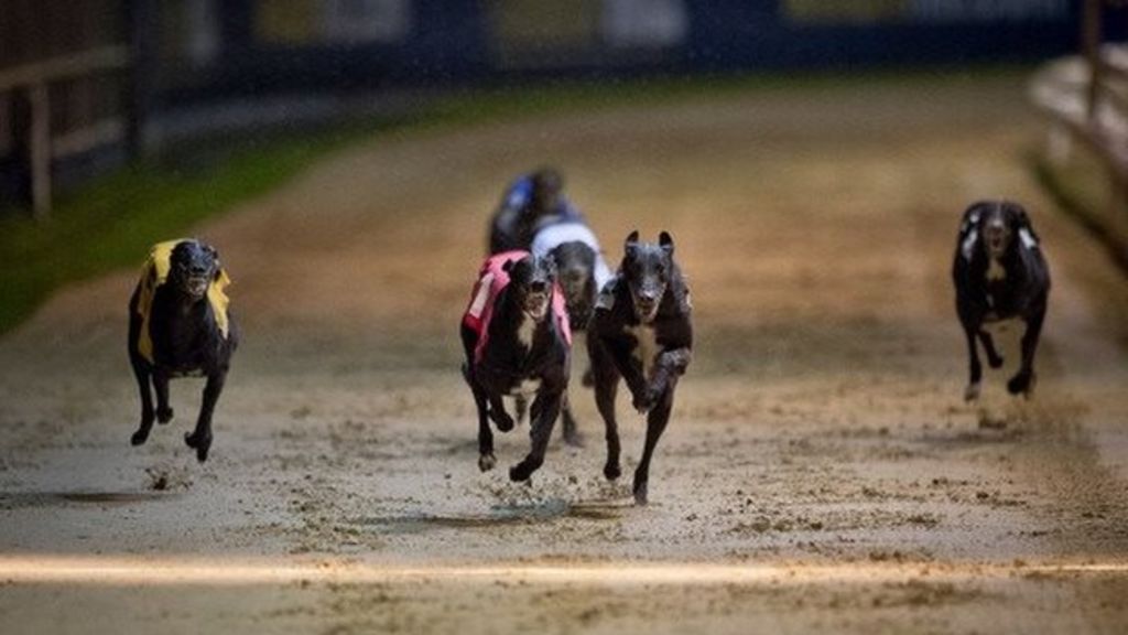 Greyhound found dead with ear cut off