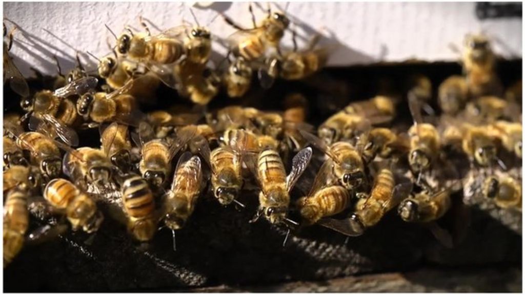 VIDEO: The buzz around Australia's bee exports