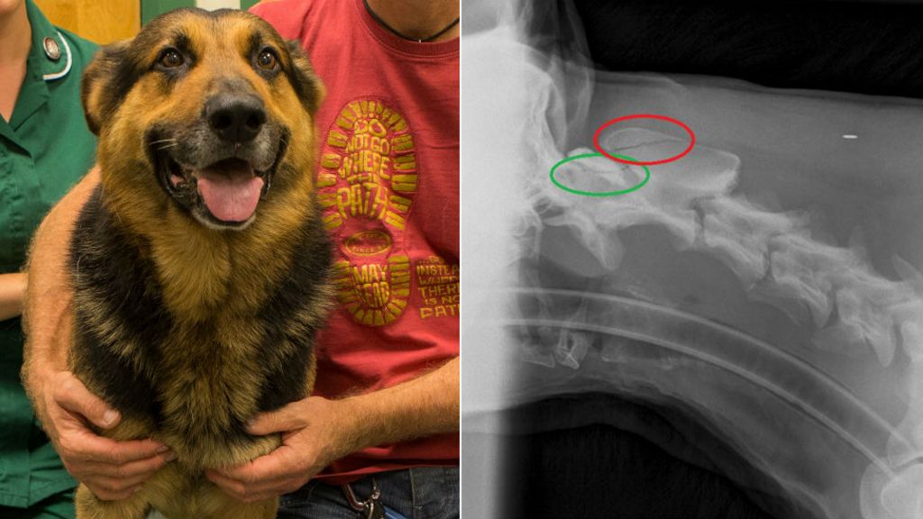 Neck-break police dog Nero home from hospital