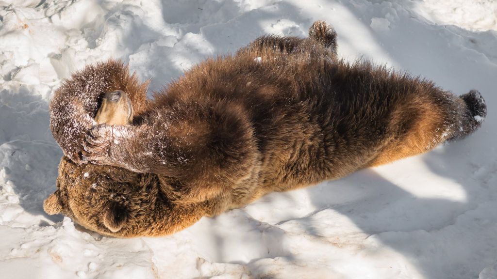 Bears hibernate 'with bacterial help'