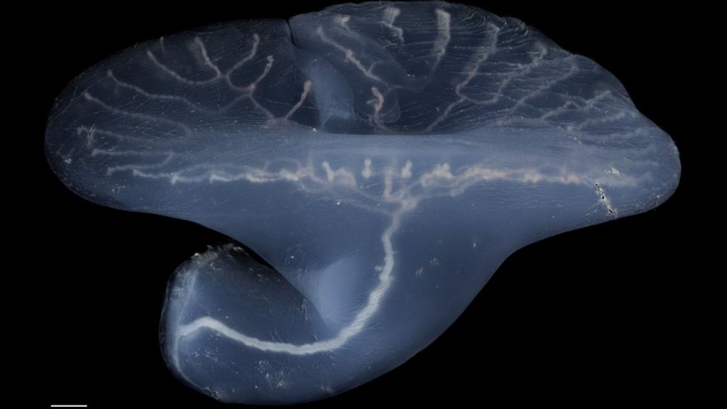 Origin of mystery deep-sea mushroom revealed