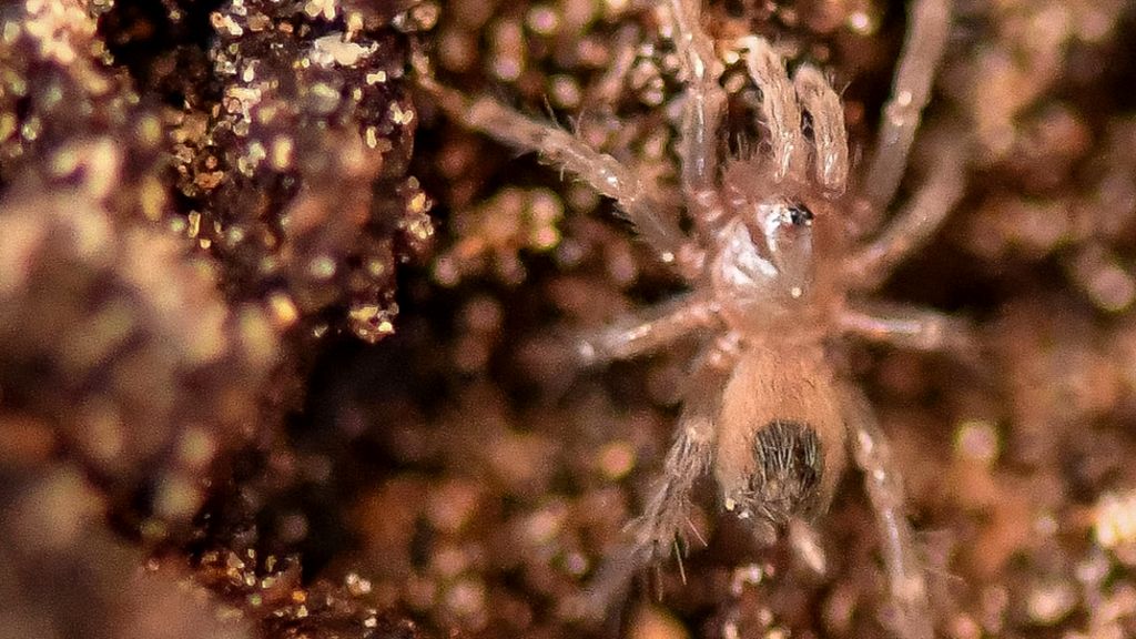 Hundreds of tiny Montserrat tarantulas hatch in zoo