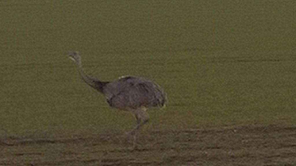 Rhea still at large in Cambridgeshire
