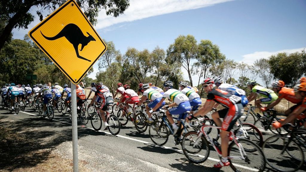 Seven cyclists hurt in kangaroo crash