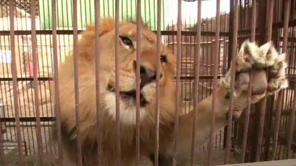 VIDEO: Rescued circus lions to fly to South Africa