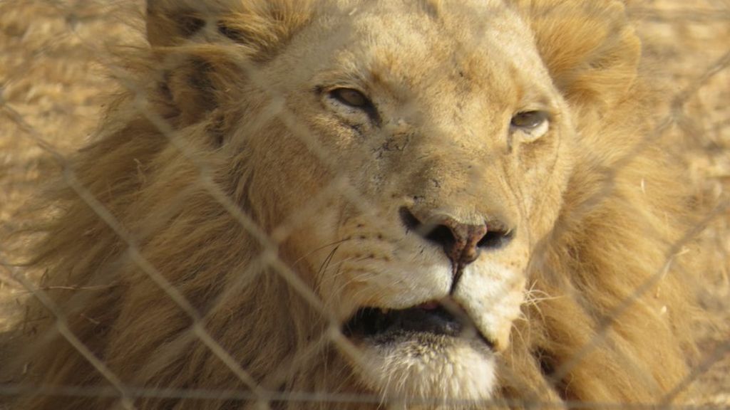 Viewpoint: Uncomfortable realities of big game hunting