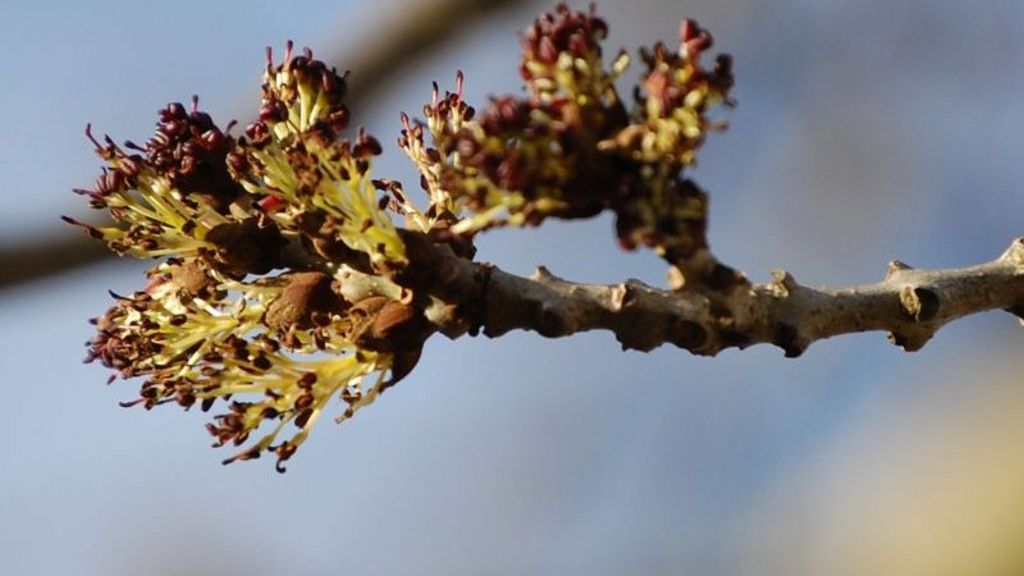 Ash tree genome sequenced for first time
