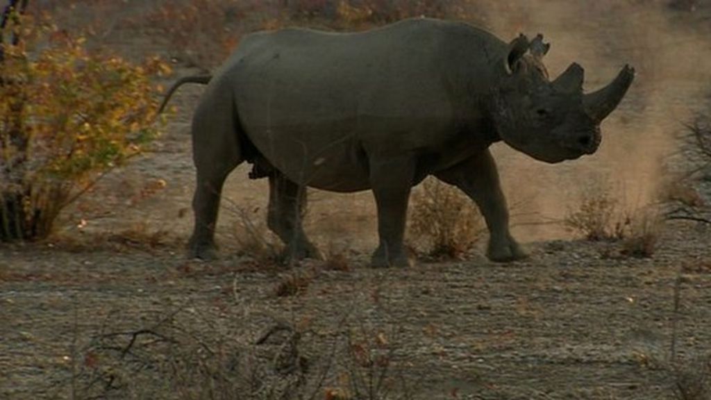 VIDEO: African rhino death rate increases