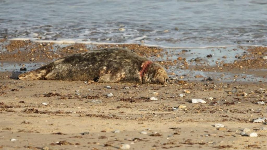 Injured seal faces wait for treatment