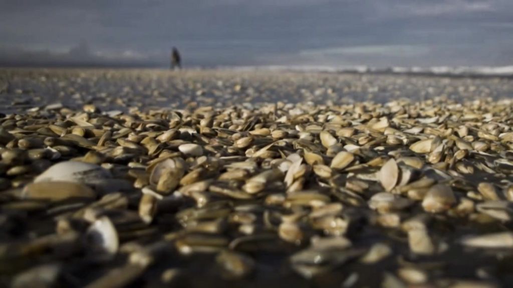 VIDEO: The deadly 'red tide' killing sea life