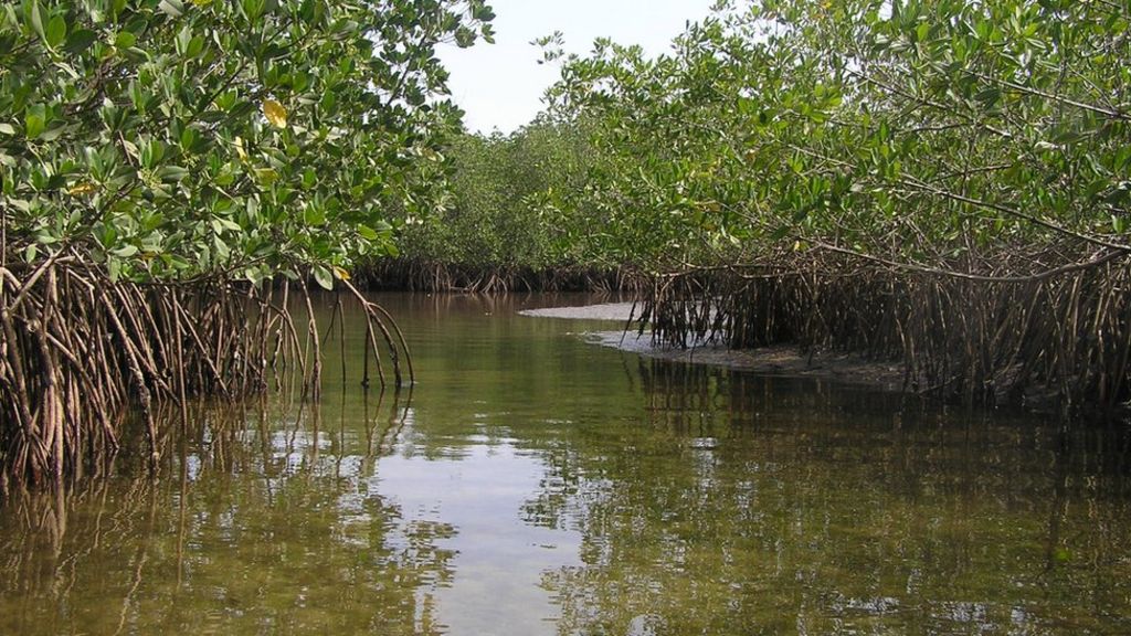 'Let mangroves recover' to protect coasts