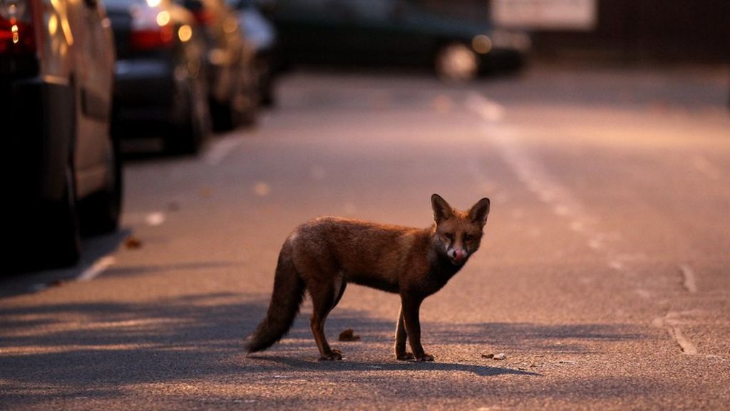 Are humans driving evolution in animals?