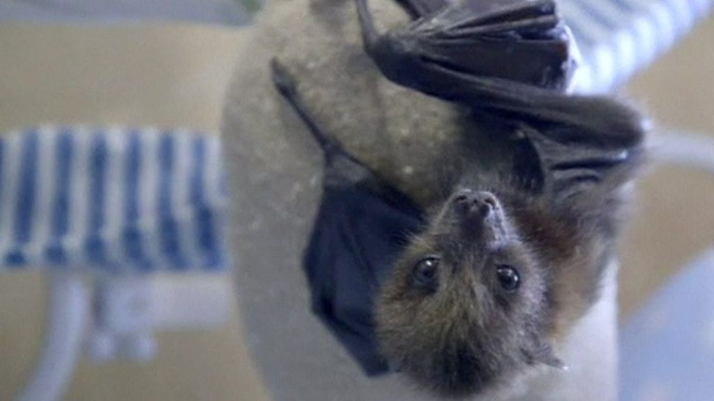 Rare bat born by C-section in San Diego Zoo