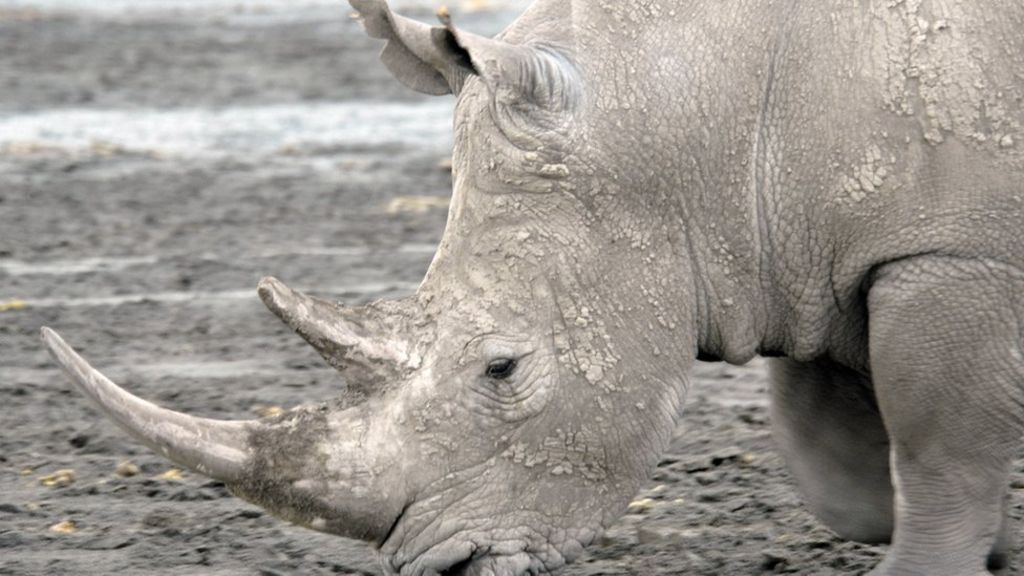 Four proposals to save the rhino