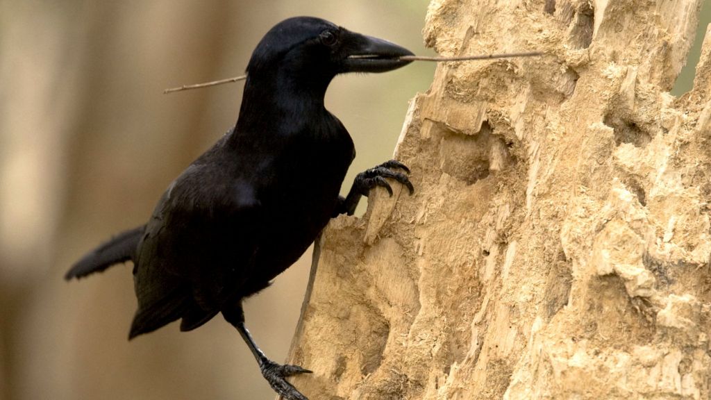 Crows' tool time captured on camera