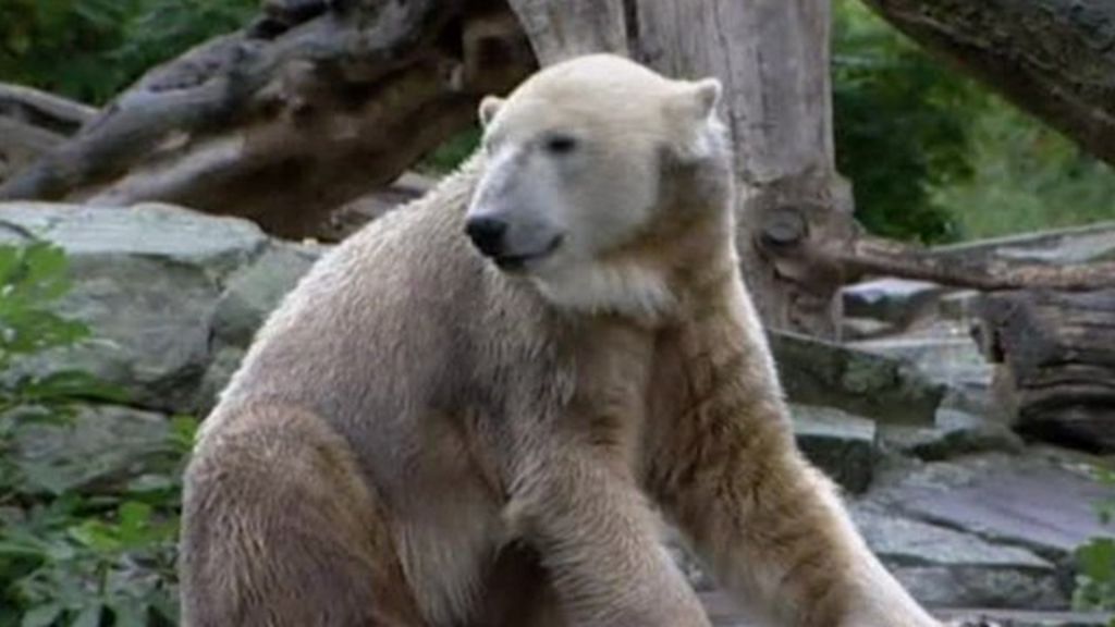 VIDEO: Knut died of autoimmune illness