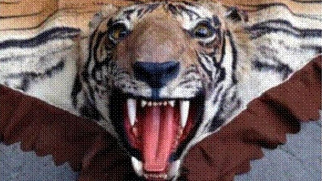 Trader sold 'extinct' tiger skin rugs on eBay