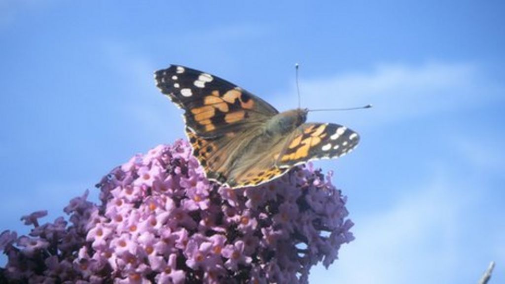 Trillions of high-flying migratory insects cross over UK