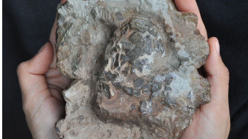 Oldest croc eggs discovered in dinosaur nest