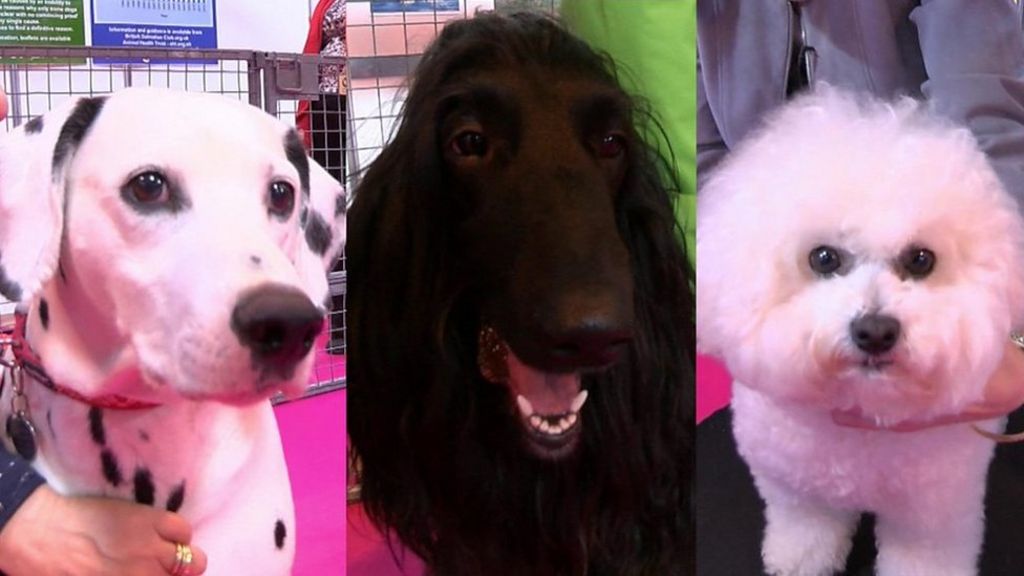 Crufts advice on choosing the right dog for you